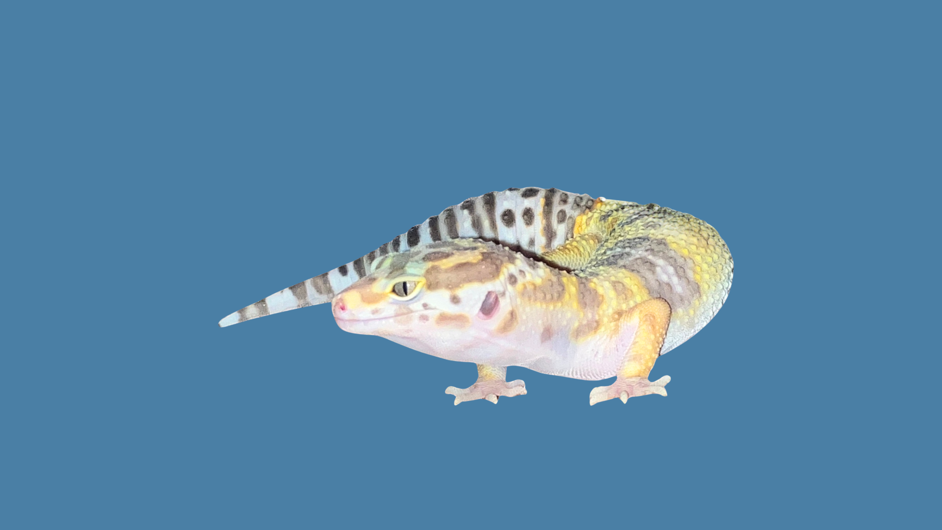 Percy