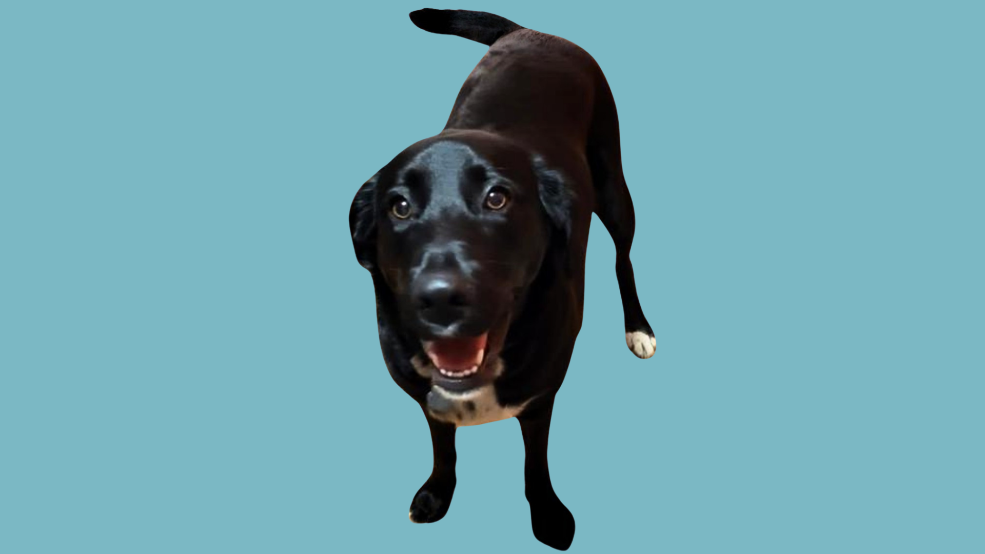 Xara